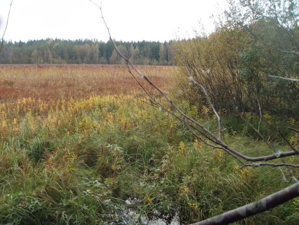 Kuva 12. Pitkäjärven pohjoisosaa. 2.
