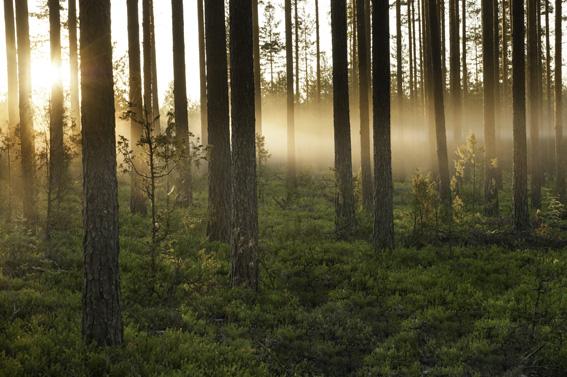 Uusiutuvan energian ja polttoaineiden monipuolista tuotantoa Alueella sijaitsevan teollisuuden, puupohjaisten tuotteiden ja jätevesien käsittelystä syntyneitä sivuvirtoja voi hyödyntää lämmön ja