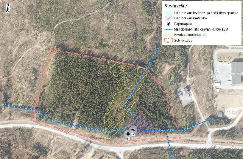 0927 Syvänniementie 2 (Tikkala) asemakaavan muutos ja asemakaava Mikkelin kaupunki Kaavaselostus 2.10.2017 Luontodirektiivin liitteen II ja IV (a) lajit Selvitysalueelta havaittiin 26.3.