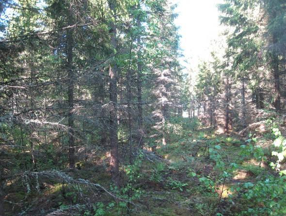 mustikka, puolukka, oravanmarja, metsätähti, metsäalvejuuri ja paikoin sananjalka. Kuva 4-10 Koivuvaltaista nuorta kasvatusmetsää kuviolla 9. Kuvio 10.