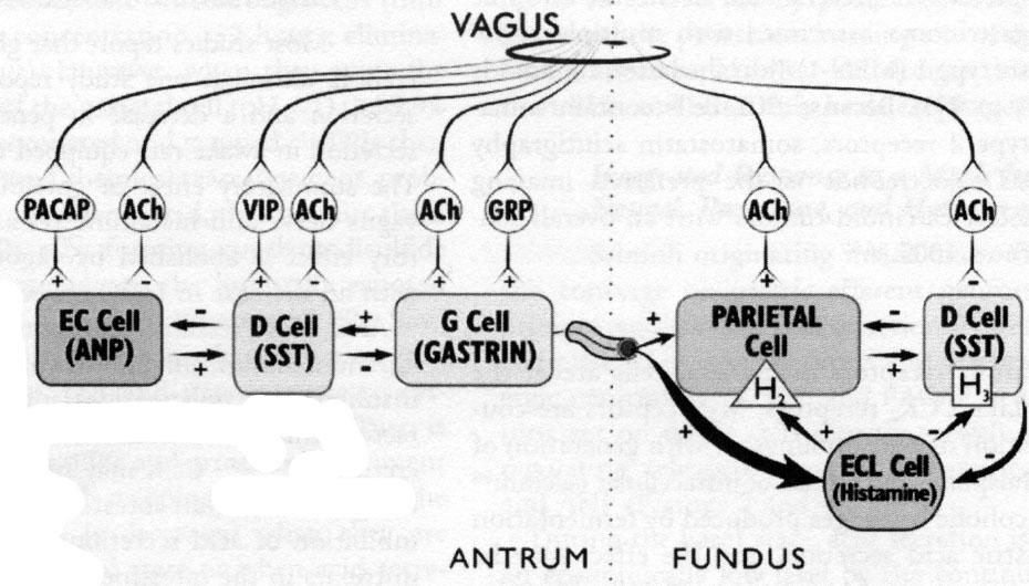 Maharauhasen erityksen komponentit (kuva: Schubert and Peura, 2008) PACAP =