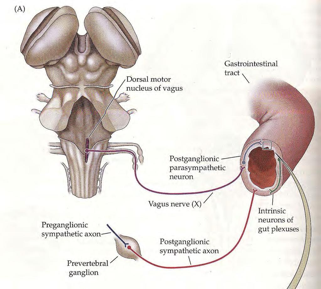 AUTONOMINEN HERMOSTO KOMMUNIKOI ENTEERISEN HERMOSTON KANSSA Talamus Vaguksen takatumake RS-kanava Postganglioninen parasympaattinen aksoni C8-T7