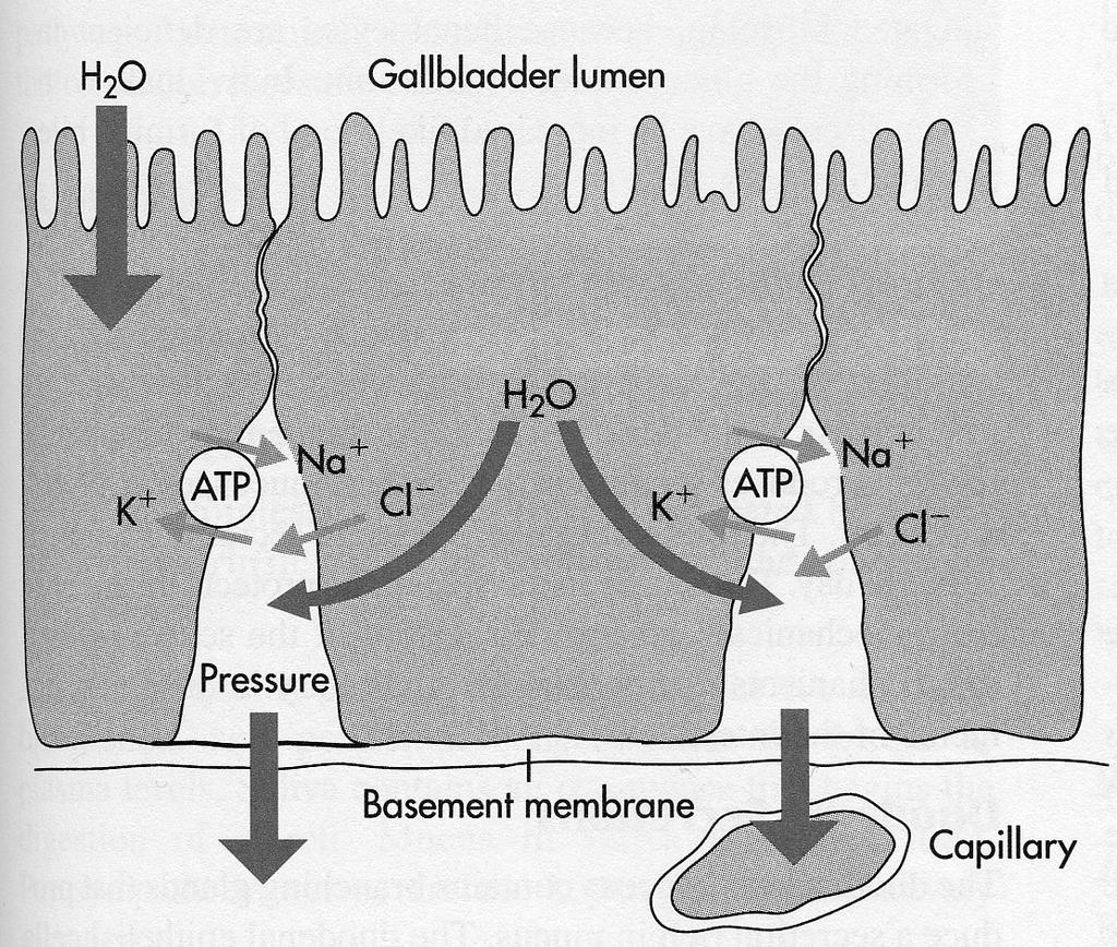 KONSENTROINTI Standing osmotic gradient