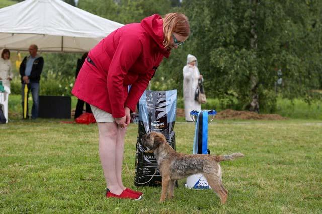 Kuva: Pinja Kontala Kuvassa Best in Show 2, borderterrieri Bohunt Kiss My Pixel, om.