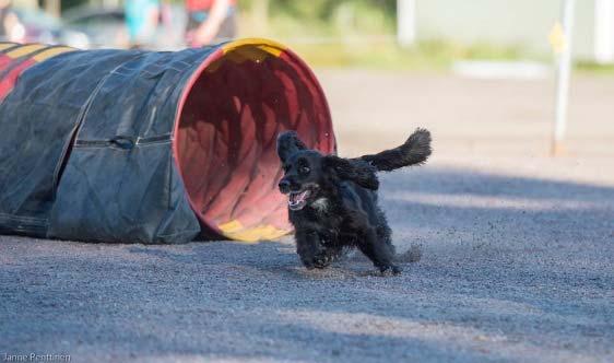kuva Janne Penttinen AGILITY TULEVIA KILPAILUJA: 17.9.