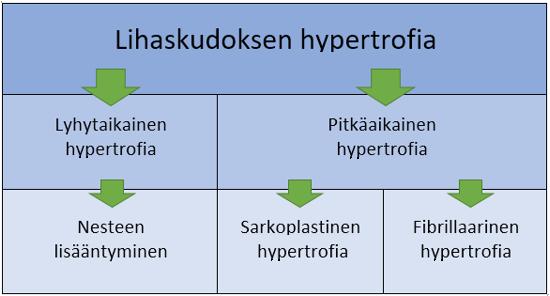48 Kuvio 3. Lihaskudoksen hypertrofian eri muodot. (Mukaillen Kauranen 2014a, 398.