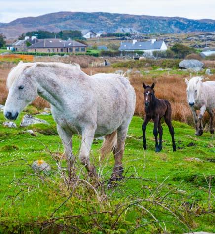 pv (ma) - Galway ja Cnoc Suain Toisena matkapäivänä ajamme noin 20 kilometrin päässä Galwaysta sijaitsevaan Cnoc Suainin kulttuurikeskukseen.