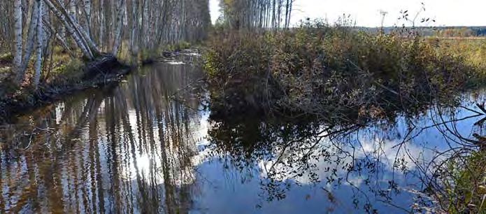 4 Ennen ruoppausta vas. Sammalsillanojan kanava syvän altaan 2 yläpuolella ja oik. Ristolanojan kanava syvän altaan 4 yläpuolella. Kuvat 2014 10 14 Markku Sakari Meriluoto.