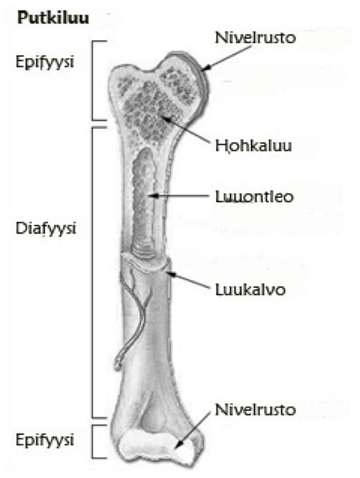 Luiden anatomia Luut muodostuvat kahdesta luukudoksesta - tiivisluusta (kuoriluusta) ja hohkaluusta. Hohkaluu on hiukan pehmeämpää kuin tiivisluu (kuoriluu), mutta on kuitenkin erittäin kovaa.