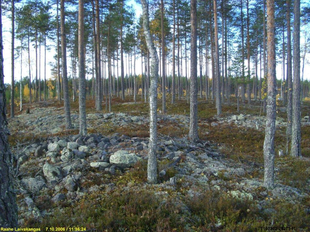 18 Jätinkirkko taustalla olevassa mäntymetsässä mäen laella.