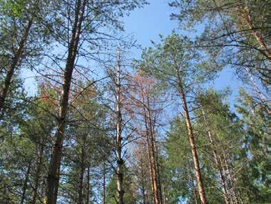 Juurikääpätuhojen tunnistaminen ja torjunta { 41 } Tyvitervastautipesäke Männynjuurikääpä leviää juuristoa pitkin tartunnan saaneesta puusta viereisiin puihin ja metsään muodostuu hitaasti laajenevia