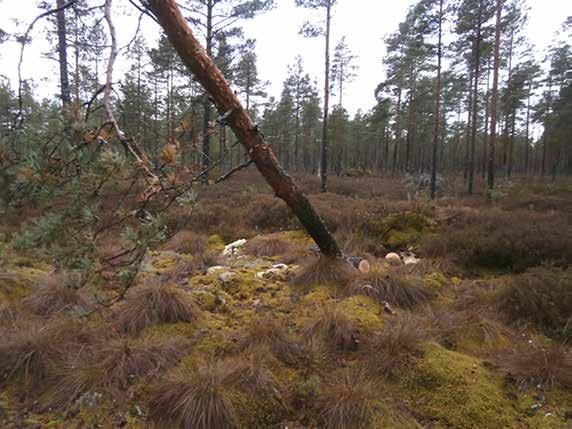 Juurikääpätuhojen tunnistaminen ja torjunta { 47 } Tyvitervastauti turvemailla Turvemaiden männiköitä on pidetty tyvitervastaudista vapaina kasvupaikkoina.