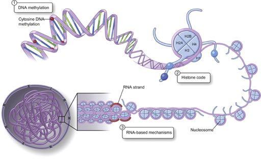 Epigenetiikka: lyhyt oppimäärä Ympäristö à Muutos geenin toiminnassa (ei geeni-sekvenssissä) Geenikopion