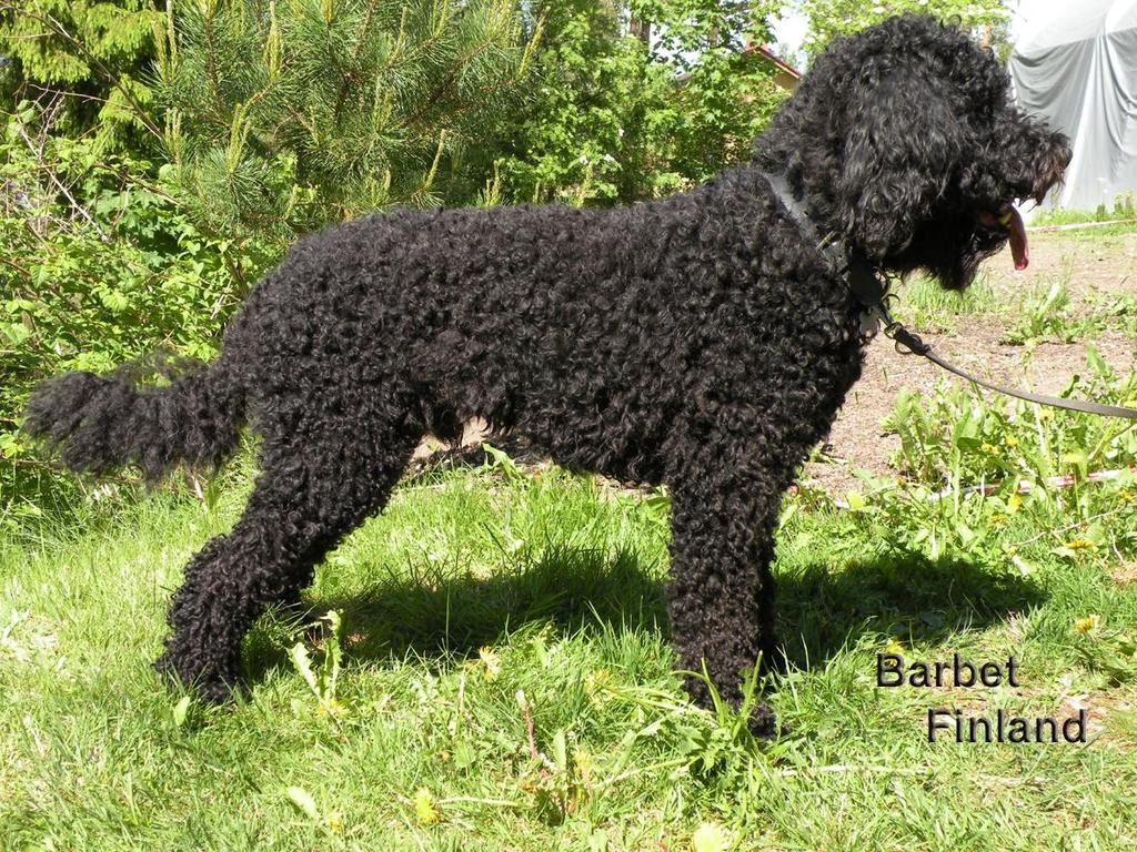 BARBET