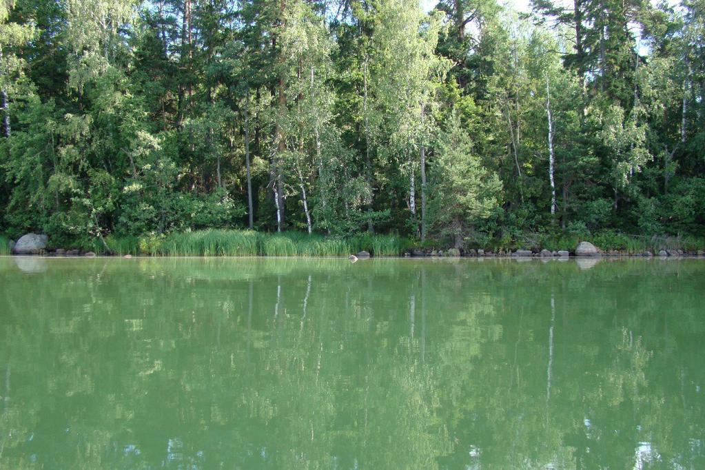 Kuva 43. Humaljärven vesi on vihreää.