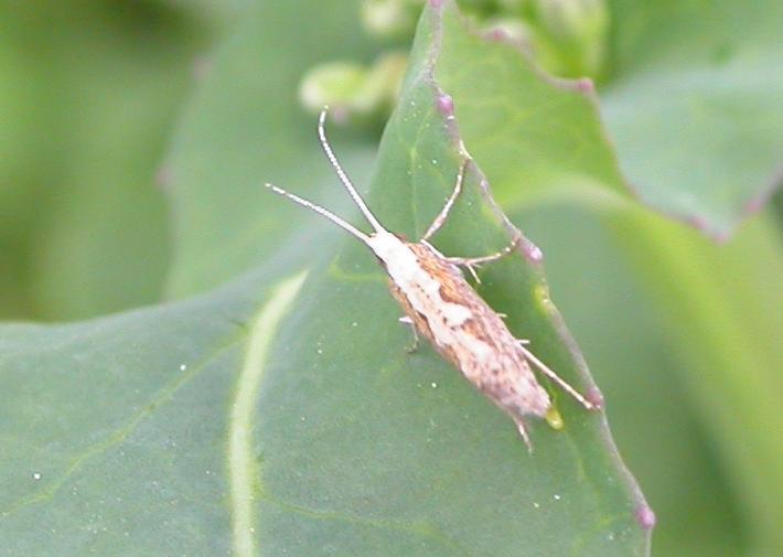 Öljykasveilla tuhoeläinongelmat yleisiä Eri kasvuvaiheessa eri tuhoeläimet Taimia vioittavat Kirpat (Phyllotreta sp.