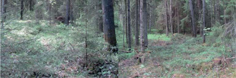 Alueen kangasmaat ovat pääsääntöisesti kuivahkon kankaan (VT) metsiä, mutta alueella on myös joitakin pienialaisia tuoreen kankaan (MT) kuusikoita.