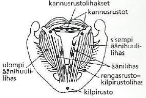 15 (Aalto & Parviainen 1985, 134). Kurkunpään lihakset liikuttavat kurkunpään rustoja toisiinsa nähden sekä vaikuttavat äänihuulten jännittämiseen ja asentoon (Gilroy ym. 2012, 600).