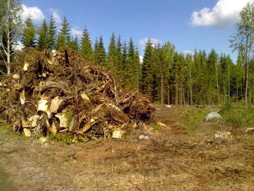 Hyvä metsänhoito ei levitä juurikääpää Kantokäsittelyä on tutkittu pitkään ja perusteellisemmin kuin mitään