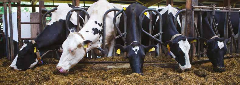MARRAS- KUUSSA HIVELIC KETOOSI PLUS Poikimisen jälkeen lehmän verensokeri saattaa laskea haitallisen alas. Tämä vähentää lehmän ruokahalua ja energiansaanti vähenee entisestään.