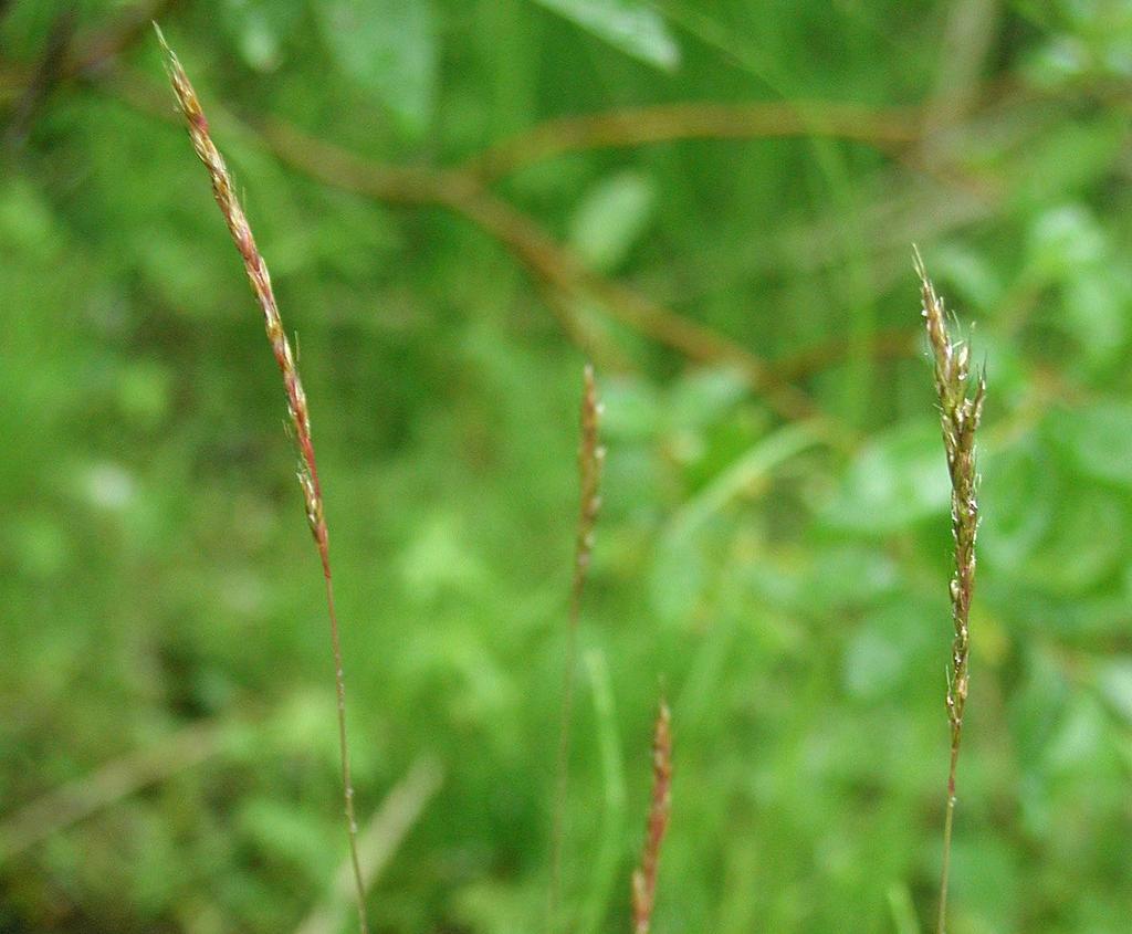 tietolomake lajit Saara Tynys, Heikki Eeronheimo & Jari Ilmonen Metsähallituksen vastuulajien tila ja suojelutaso vuonna 2006 Lapinkaura Trisetum subalpestre (Hartm.
