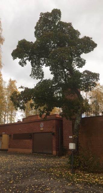 Serpentiinikorttelit Kirkkokorttelit