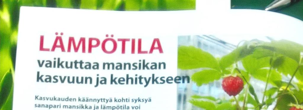 Mansikasta halutaan