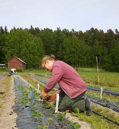 Viljelmän perustamistavat: Viljelypenkin muoto: perustettu keväällä 2016 Luke, Piikkiö