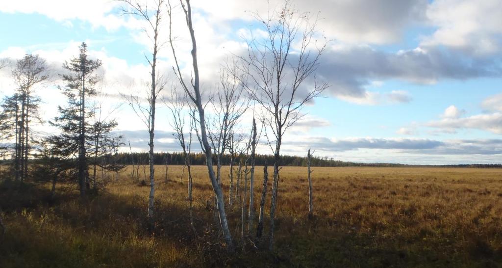 pesää, joista yksi muuttohaukan pesä on 1 km ja 14 pesää vajaan 3 km etäisyydellä. Maakotkan pesistä yksi sijaitsee reilun 2 km.n ja neljä pesää noin 3 km etäisyydellä.