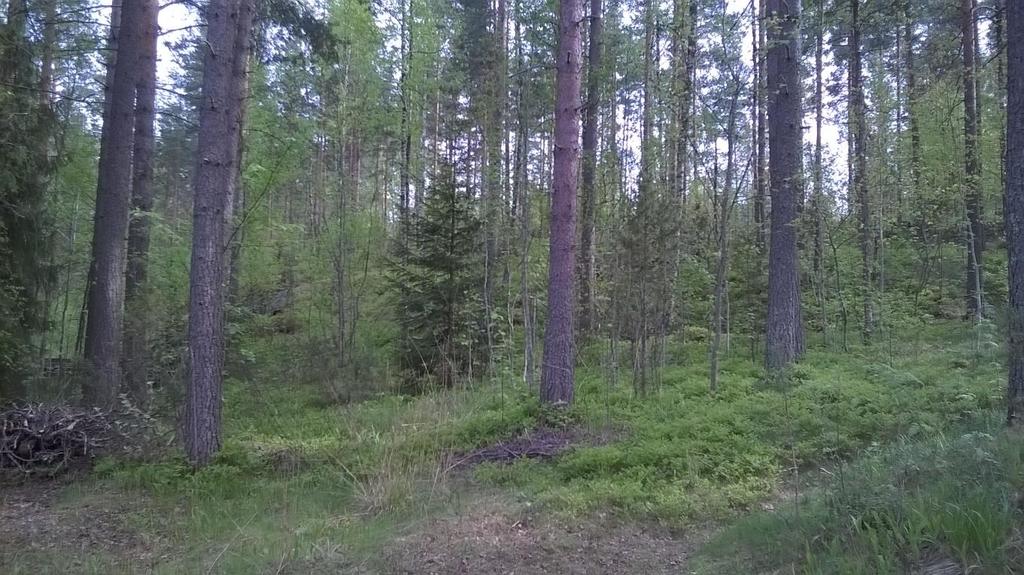 67/Akm Revonkuja Asianumero /0.0.0/0.. Muut alueet VL Lähivirkistysalue. Kaava-alueen lähivirkistysalue on pientä pistoa lukuun ottamatta kansallista kaupunkipuistoa.
