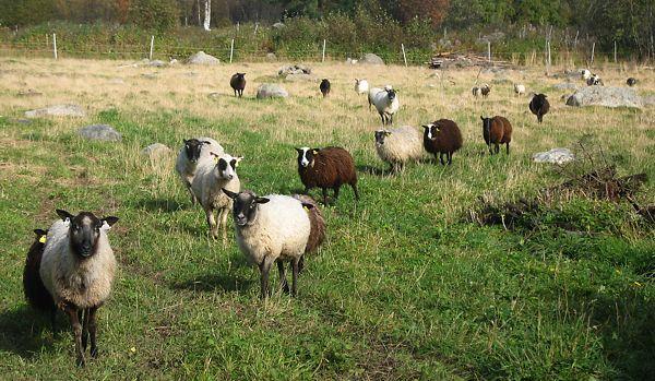4 Kuva 2. Lampaita Suomessa (Monthén 2010) IWS (International Wool Secretariat) työskentelee jatkuvasti lampaan kasvatuksen ympäristöhaittojen torjumiseksi (Talvenmaa 1998: 19).