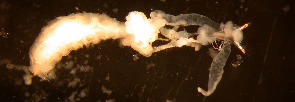 1) Ota pullosta mahdollisimman iso 3. vaiheen toukka 2) Pidä toukkaa Drosophila-ringerissä (0.67 % NaCl?