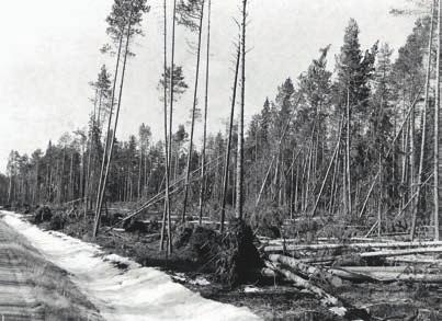 Puheenjohtajan tervehdys Tänä vuonna Rovaniemen metsänhoitoyhdistys täyttää 80 vuotta.