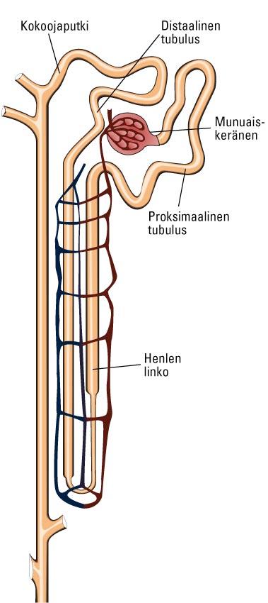 KUVAT KERTOVAT Munuaisen toiminta 1: Glomerulus Hannu Jalanko Munuaisten toiminnallinen perusyksikkö on nefroni (kuva 1). Niitä on yhdessä munuaisessa vajaa miljoona.