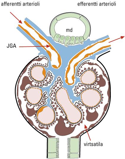 K u v a 2. Glomerulus. Sen hilumissa afferentin arteriolin seinämässä sijaitsevat reniiniä erittävät jukstaglomerulaariset solut (JGA). Alue on myös tiheästi hermottunut.