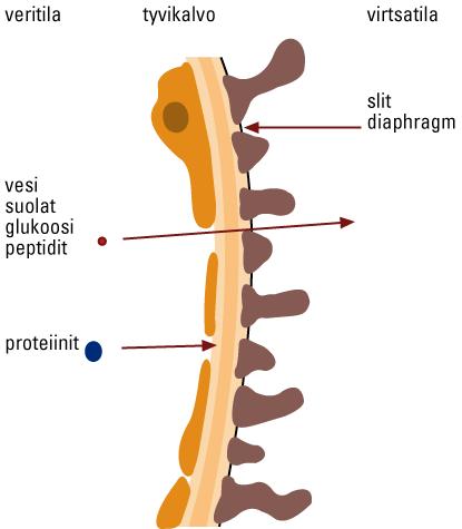 K u v a 5. Glomeruluksen kapillaarin seinämä. Veri- ja virtsatilan erottavat tyvikalvo ja»slit diaphragm». Pienet molekyylit läpäisevät esteen helposti mutta proteiinit eivät. K u v a 6.