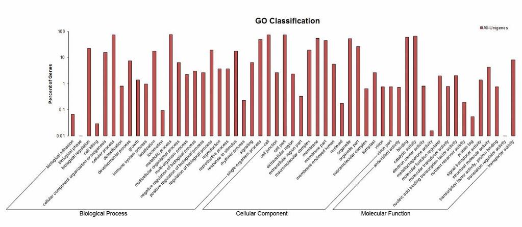 GO analysis KOG analysis 36,126 (62.4%) unigenes were assigned to 3 main categories: Biological Process, Cellular component, Molecular Function.