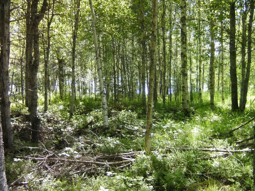 6 Kuva 4. Korttelialueen 6 luoteisreunalla on runsaasti lehtipuuta kasvava alue. Alue lienee ollut metsälaitumena. Kenttäkerroksen lajisto on melko rehevää.