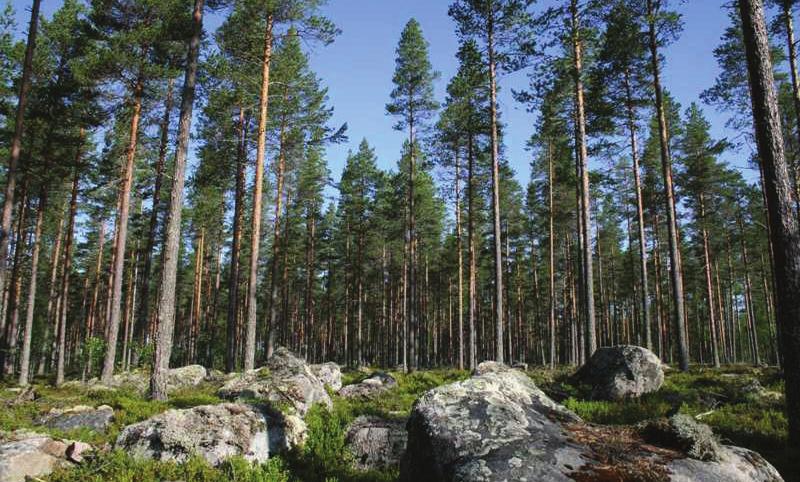 LUONTOSELVITYS 7 Kanteleen Voima Oy 14.9.2009 Kuva 5.