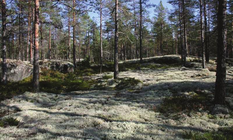 Nahkakallioiden kallioalueiden kaikkein kuivimmat kankaat ovat hyvin karuja. Alueella on kitukasvuista männikköä ja pohjakerrosta luonnehtivat laajat jäkäliköt.