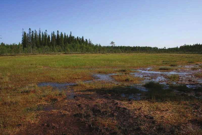 Ruopparimpinevaa Pirttiselän lounaispuolen
