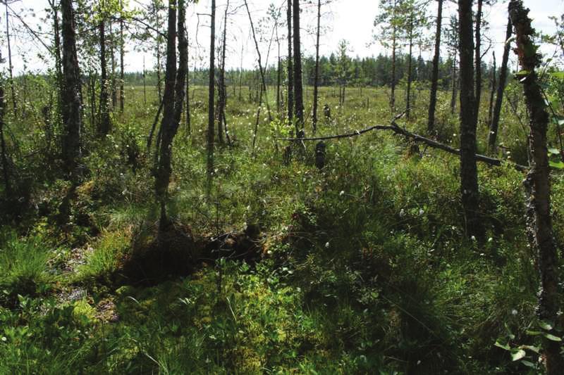 12 LUONTOSELVITYS 14.9.2009 Kanteleen Voima Oy Kuva 11. Kaksi metsälain mukaista kohdetta; ruoho- ja heinäkorpea tupasvillarämeen laiteessa 5 ELÄIMET 5.