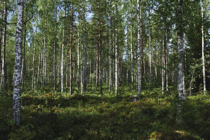 LUONTOSELVITYS 5 Kanteleen Voima Oy 14.9.2009 4 KASVILLLISUUS 4.1 Metsät 4.1.1 Tuoreet kankaat Tuoreita kankaita alueella sijaitsee kuivimpien kivikkokankaiden ja soiden välissä, missä kivennäismaa viettää kohti soita.