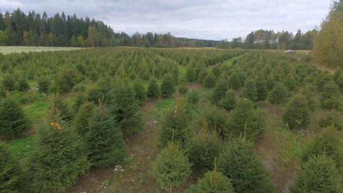 Ruukkukuusi ja perinteinen joulukuusi SUOMALAINEN JOULUPUU Suomalainen joulupuu on perinteisesti huolella ja hartaudella metsästä valittu kuusi, joka usein on katsottu valmiiksi jo syksyllä ennen