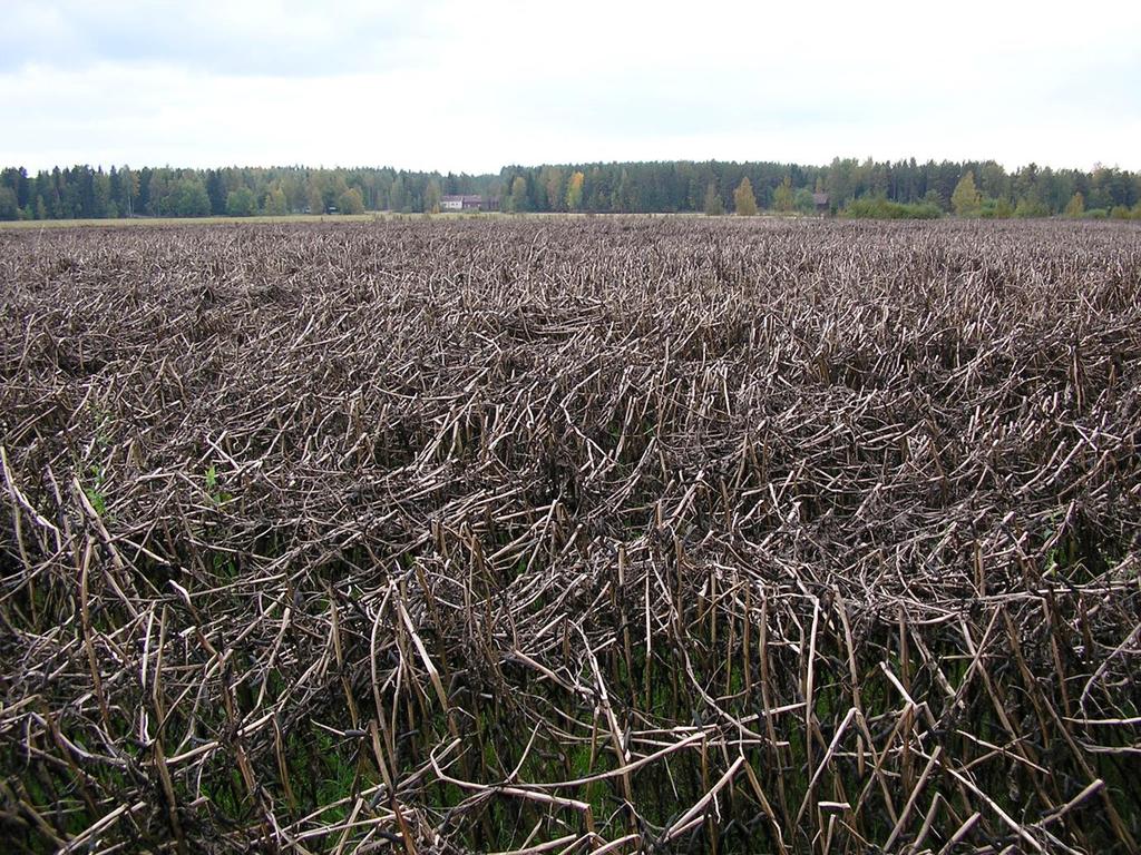 Härkäpapu-uutuuksien