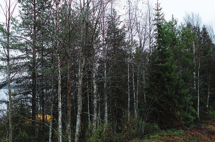 Hanke: Ruka-Kuusamo pilotti, elinkeinolähtöisen monitavoitteisen metsäsuunnittelun kehittäminen Kuva 3. Harventamatonta ja harvennettua tienvarsimaisemaa Rukajärvellä.