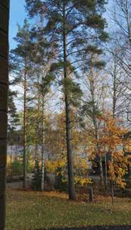 Reformaation pääjuhla on vietetty. Suomen 100-vuotisjuhla on juuri edessä. Juhlavuoden kohokohdan jälkeen tulee arki. Aletaan muistella vaitonaisina kansalaissodan tapahtumia.