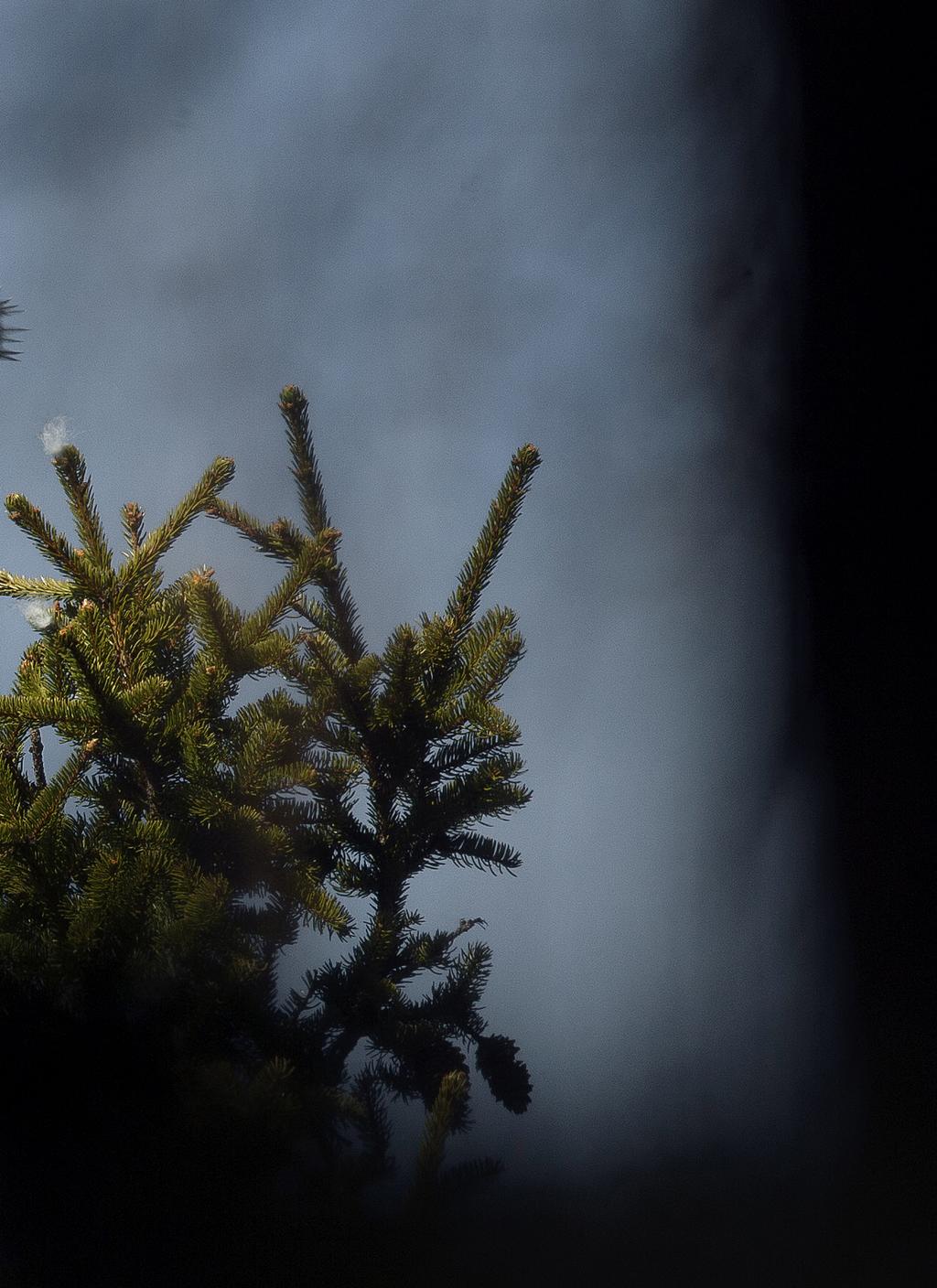`Merikotkien puolesta WWF:n merikotkatyöryhmän vuosikymmenten