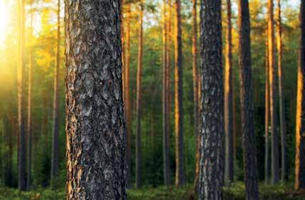 Veden lämpötilan saivat puolestaan nousuun voimistunut atlanttinen merivirtaus ja pohjoisella pallonpuoliskolla lisääntynyt auringon säteily.