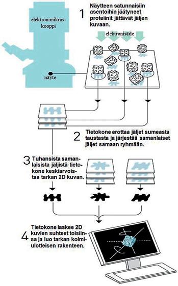 Johan Jarnestad Näytteen satunnaisiin asentoihin jäätyneet proteiinit jättävät jäljen kuvaan. Tietokone erottaa jäljet sumeasta taustasta ja järjestää samanlaiset jäljet samaan ryhmään.